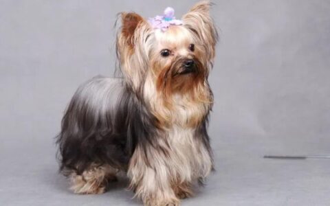 澳洲丝毛梗品种介绍