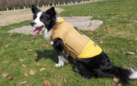 秋季如何养护狗狗？