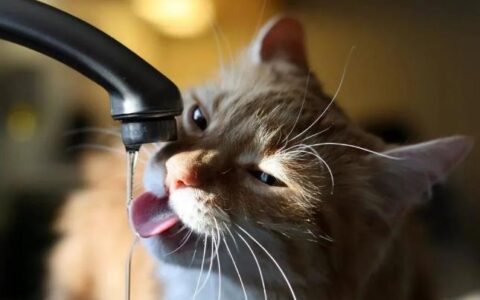 猫食欲不振怎么办？猫食欲不振原因分析