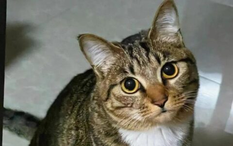 狸花猫品种简介