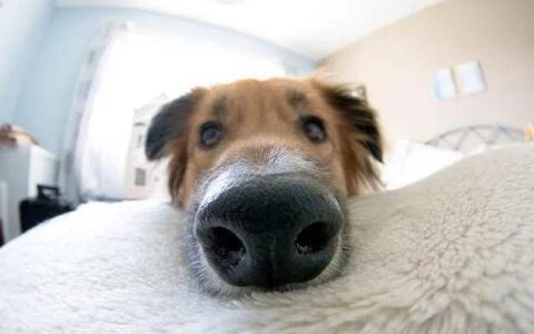 狗狗鼻子干干的是什么情况呢？