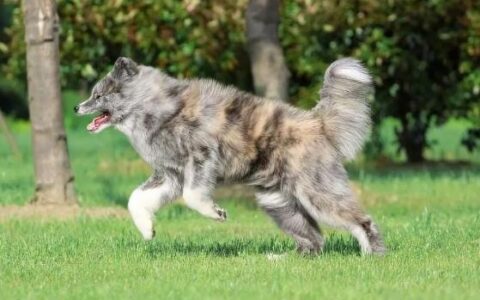 中华虎斑犬品种简介