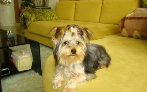 约克夏犬品种简介