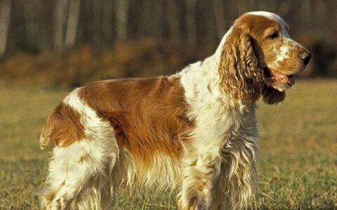 宠物狗狗护理：狗狗皮肤瘙痒怎么护理？