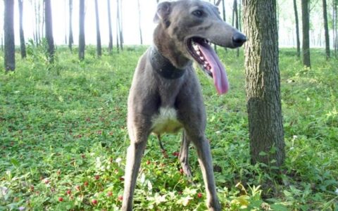 山东细犬品种简介