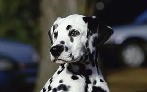 斑点犬品种简介