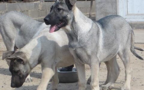 狼青犬品种简介