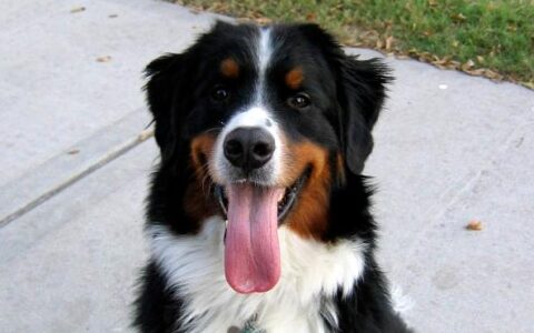 伯恩山犬品种介绍