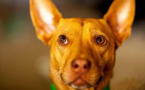 法老王猎犬品种简介