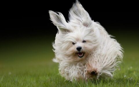 哈瓦那犬品种简介