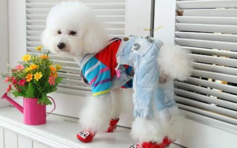 养狗到底有什么好处？为什么会养狗？