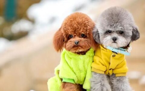 十种最受欢迎的宠物狗，你家养过吗？