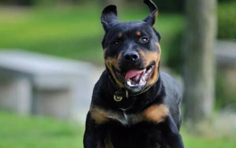 比特犬品种简介