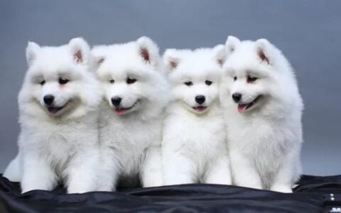 萨摩耶犬应该怎么养？