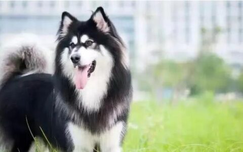 阿拉斯加犬品种简介