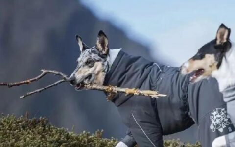 柯利犬品种介绍