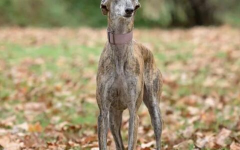 狗狗品种灵提犬品种介绍