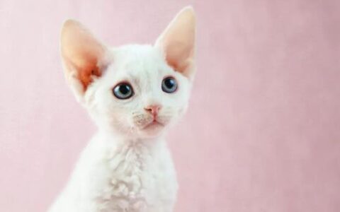 猫咪品种简介：德文卷毛猫品种介绍