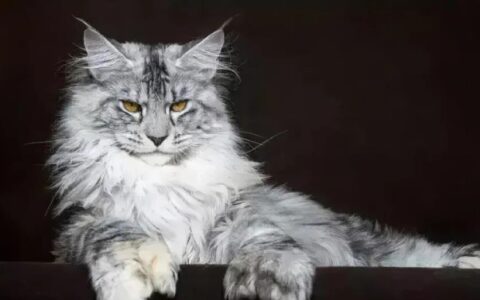 猫咪品种简介：缅因猫介绍