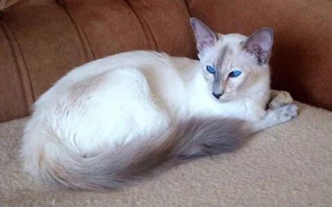 猫咪品种简介：巴厘猫介绍