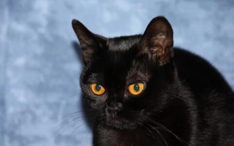 猫咪品种简介：孟买猫介绍