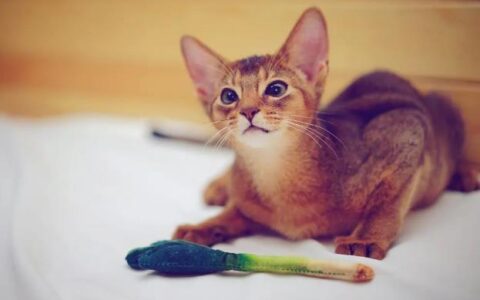 猫咪品种简介：阿比西尼亚猫介绍