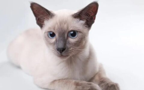 常见家养的猫咪品种介绍