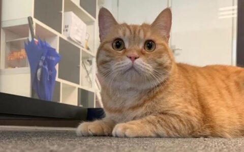 猫咪品种简介：橘猫介绍