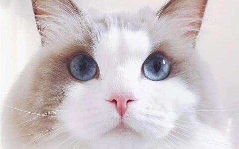 猫咪品种简介：布偶猫介绍