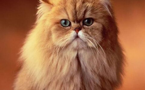 猫咪品种简介：波斯猫介绍