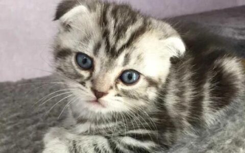 猫咪肠胃炎的症状、原因及治疗方法