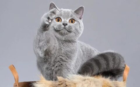 猫咪品种简介：英国短毛猫介绍
