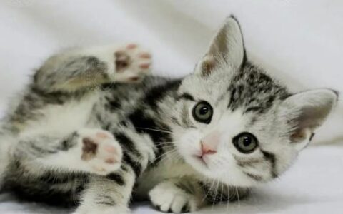 猫咪品种简介：美国短毛猫介绍