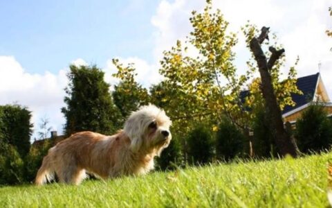 狗狗品种简介：短脚长身梗介绍