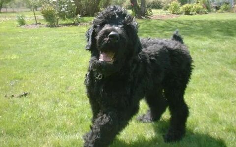 狗狗品种简介：黑俄罗斯犬介绍