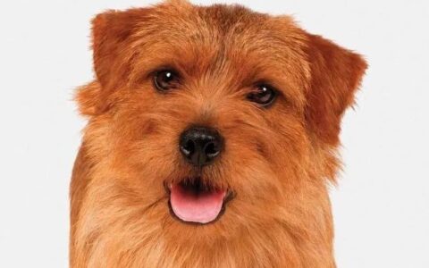 狗狗品种简介：诺福克梗介绍