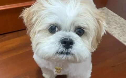 狗狗品种简介：拉萨犬介绍