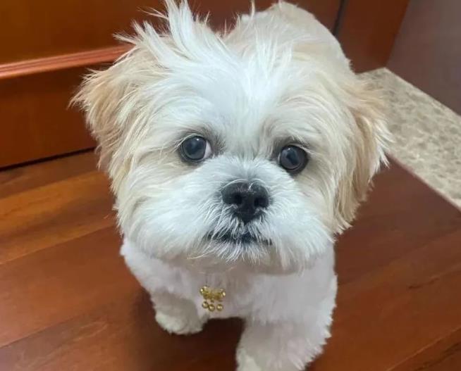 狗狗品种简介：拉萨犬介绍