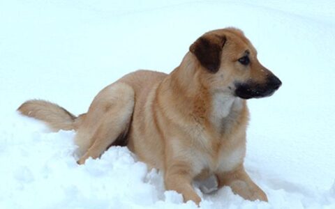 狗狗品种简介：奇努克犬介绍