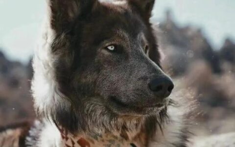 狗狗品种介绍：蓝湾牧羊犬简介