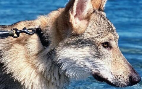 狗狗品种简介：捷克狼犬介绍