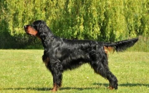 狗狗品种介绍：戈登雪达犬简介