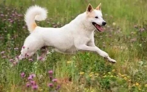 狗狗品种简介：迦南犬介绍