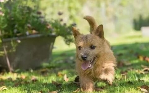 狗狗体检都有哪些项目？