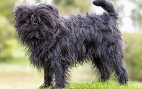 狗狗品种简介：猴头梗介绍