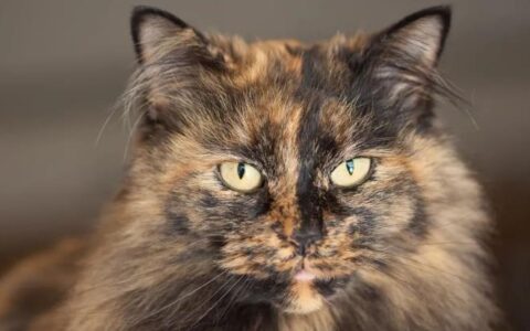 猫咪品种介绍：玳瑁猫简介