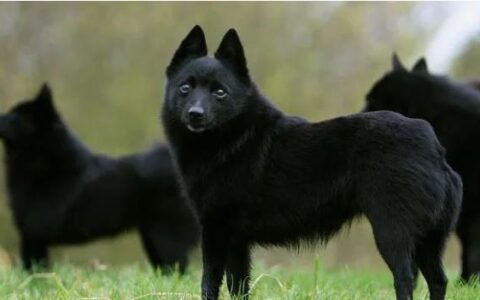 狗狗品种简介：西帕基犬介绍