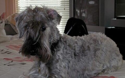 狗狗品种简介：西里汉梗介绍