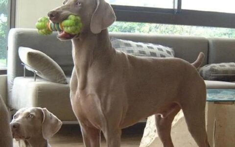 狗狗品种简介：威玛猎犬介绍