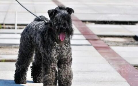 狗狗品种简介：凯利蓝梗介绍